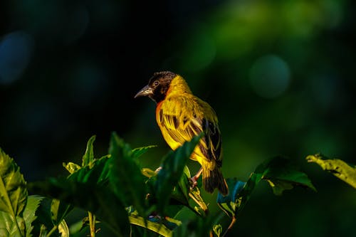 Fotografía De Enfoque Superficial De Pájaro Amarillo Y Marrón En árbol De Hojas Verdes