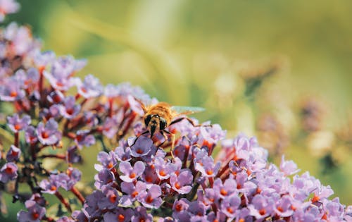 Free Macro Photography of Yellow Bee on Top of Flowers Stock Photo