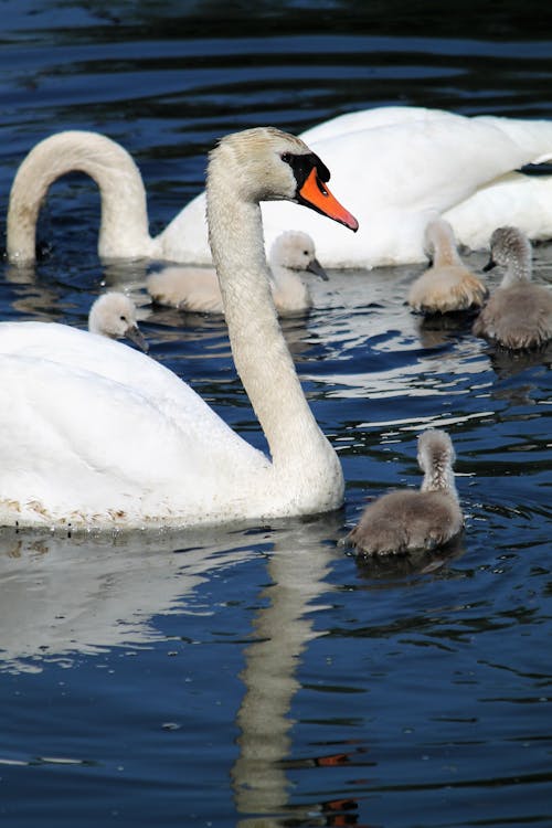 Photos gratuites de animal, cygne muet, eau