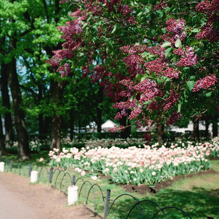 Black Elderberry In Garden