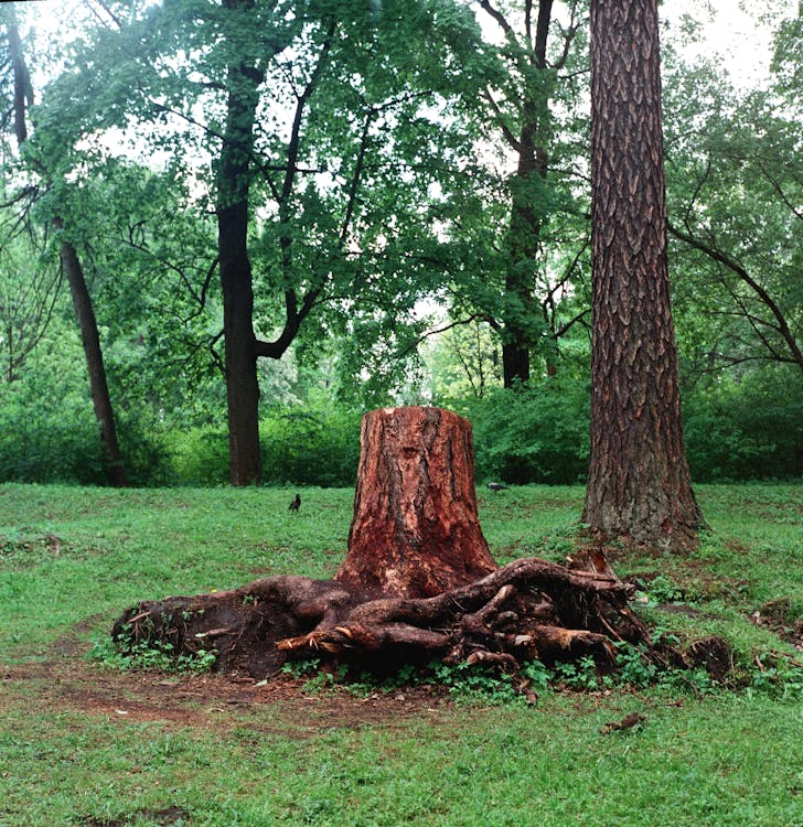 Photo of a Tree Stump in a Green Forest · Free Stock Photo