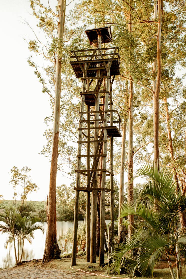 Photo Of A High Wooden Viewpoint In A Forest Next To A Lake