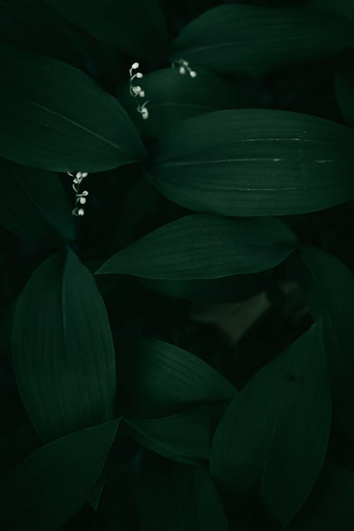 Dark Green Leaves in Close-up Photography