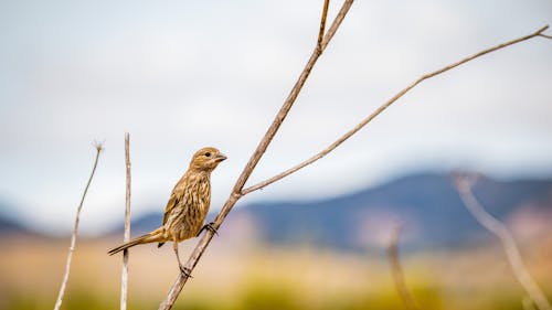 Bird Perching on a Dry Branch 