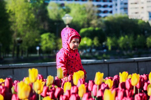 Close-up of a Child Standing among Tulips 