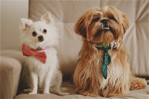 Photo of Dogs Wearing a Tie and a Bow Tie