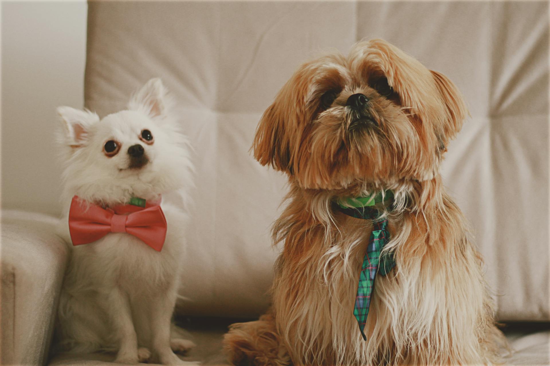 A Two Cute Dogs Sitting on the Sofa