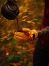 Free stock photo of autumn, autumn color, camping
