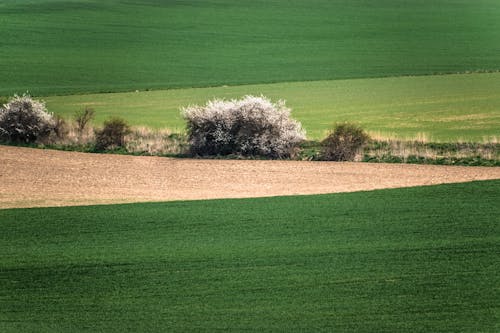 Imagine de stoc gratuită din agricultură, câmp de fân, câmpuri