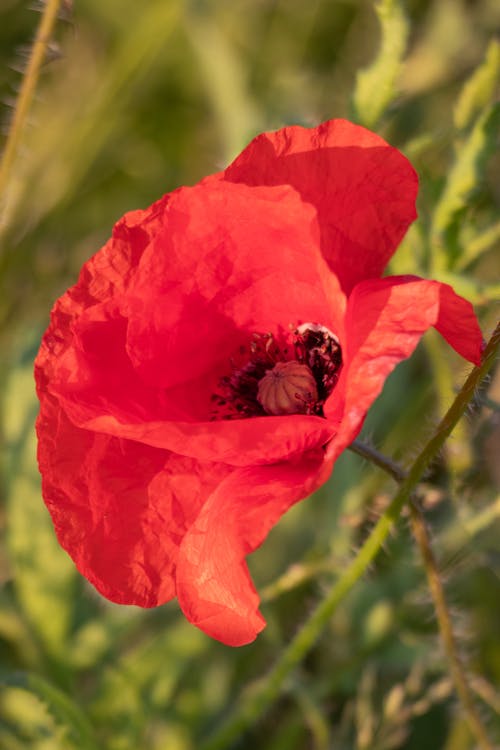 Gratis lagerfoto af blomst, blomsterfotografering, flora