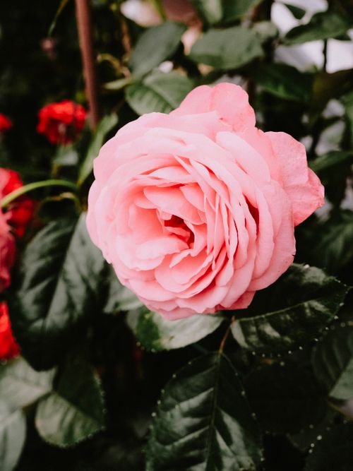 Free Vibrant pink rose in full bloom surrounded by lush green leaves, showcasing nature's beauty. Stock Photo