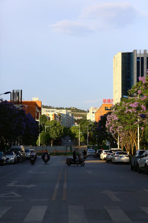 Immagine gratuita di alberi, auto, città