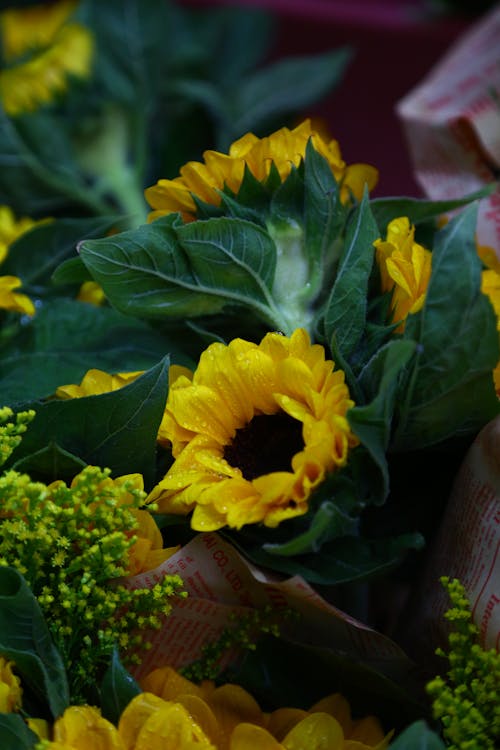 Gratis arkivbilde med blomsterfotografering, blomstre, flora