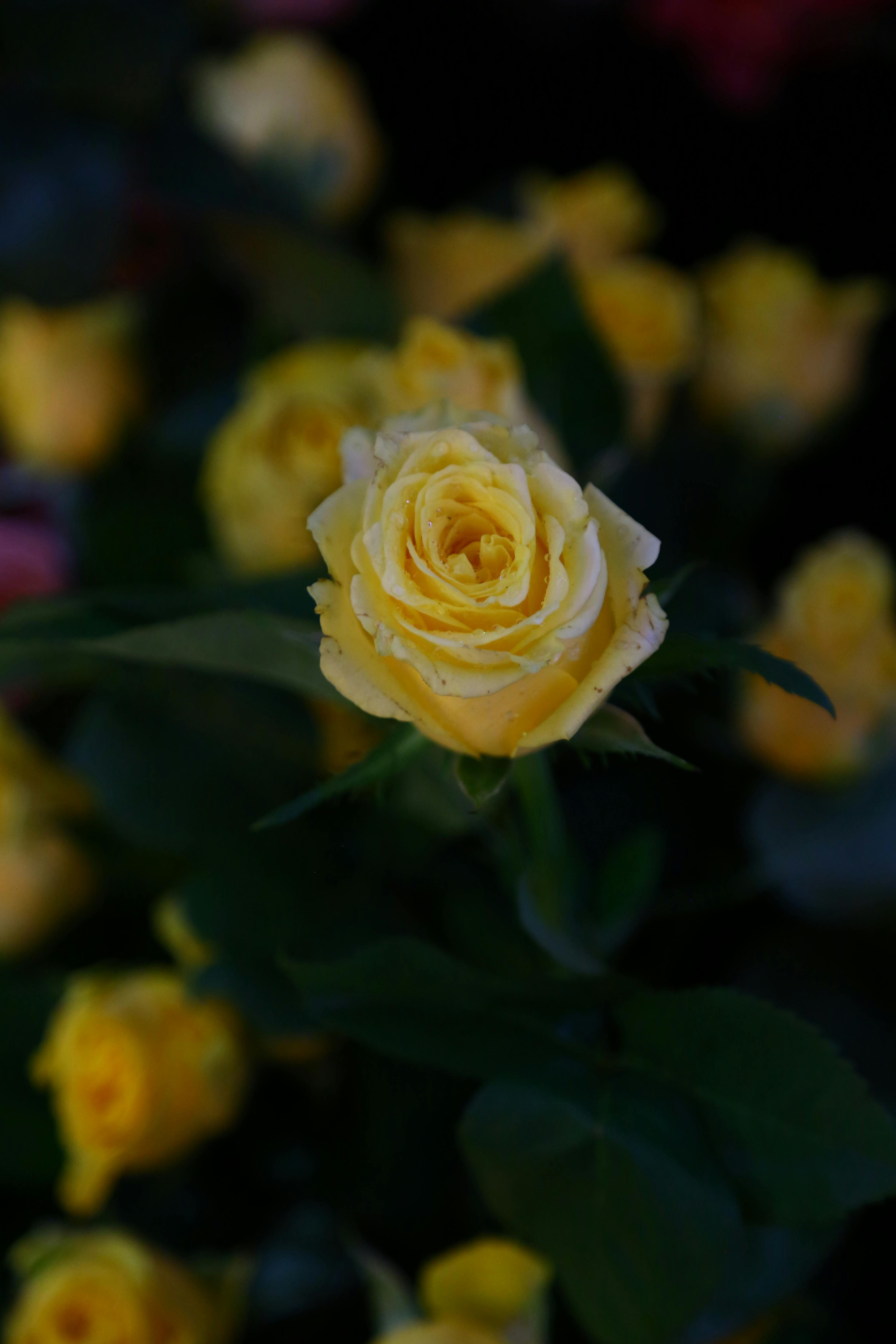 Close-up of a vibrant yellow rose with soft petals, captured in natural lighting.
