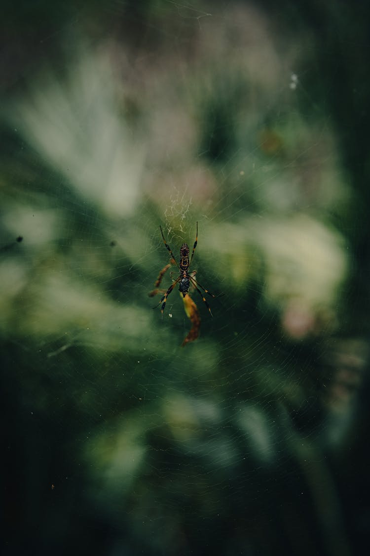 Spider On Net