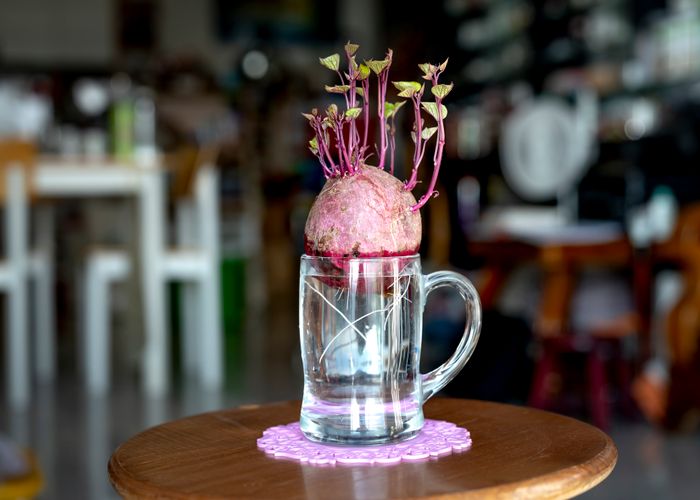 Sweet Potato Kamote - Urban Goes Green Plant Guide