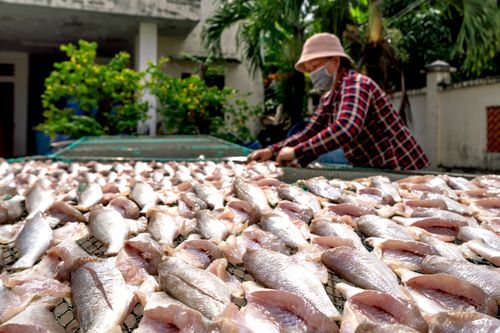Free Woman arranging fish to dry in the sun, showcasing traditional food preparation in a vibrant setting. Stock Photo
