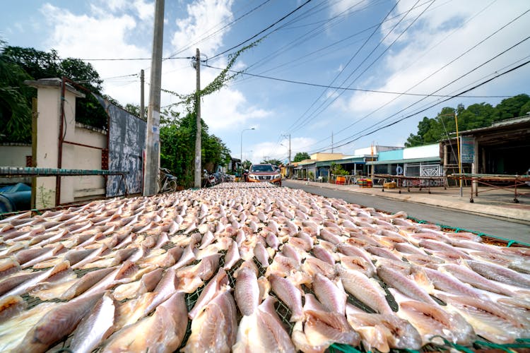 Fish Stacked In Village
