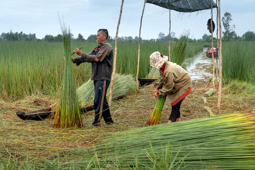 Farmers during Harvests