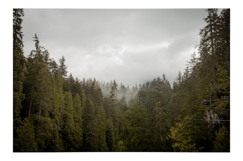 Безкоштовне стокове фото на тему «Ванкувер, зелений, ліс»