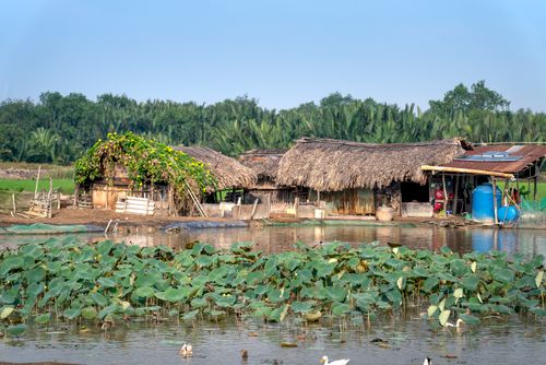 Free Charming rustic scene featuring wooden huts beside a lotus-filled pond in a rural setting. Stock Photo