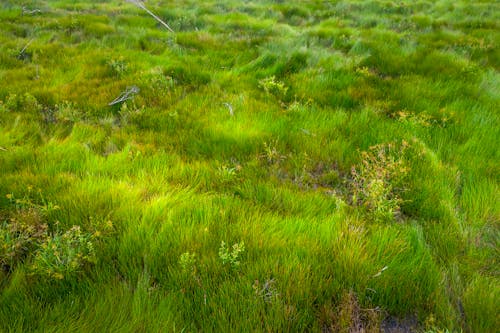 Photo of Wetland