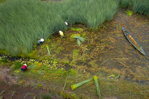 High Angle Shot of Farmers Cutting Grass