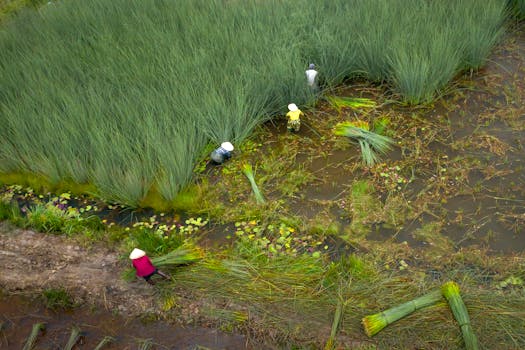 Farmers in conical hats harvesting rice in a lush green field, aerial view