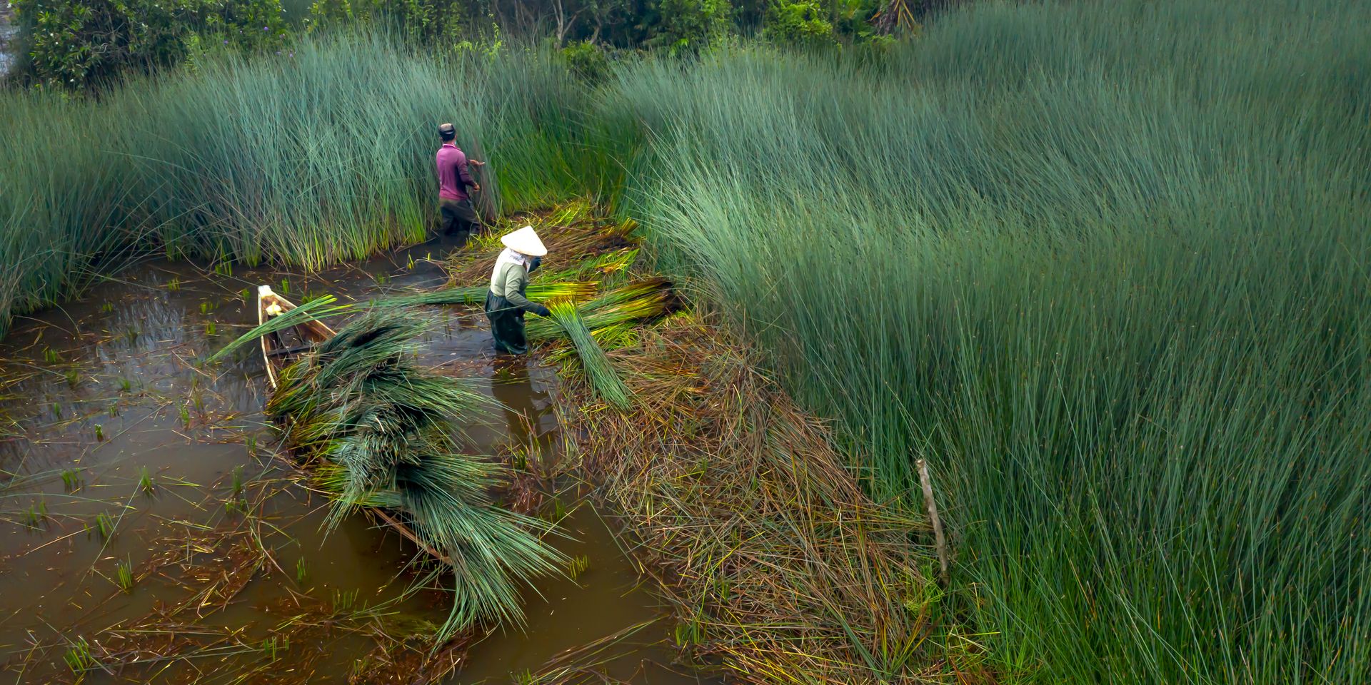 Farmers harvesting crops in a lush, waterlogged field, showcasing rural agricultural life.