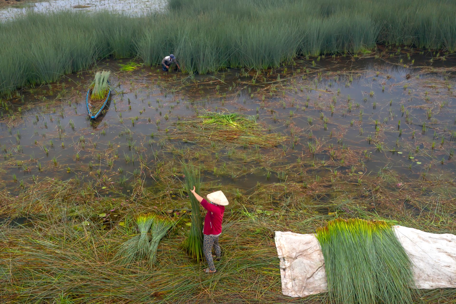 Aerial view of farmers harvesting in a rural marshland with conical hats and traditional methods.