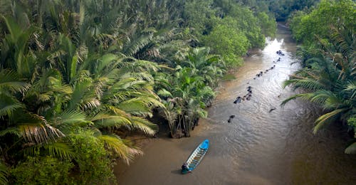 Palm Trees Near the River