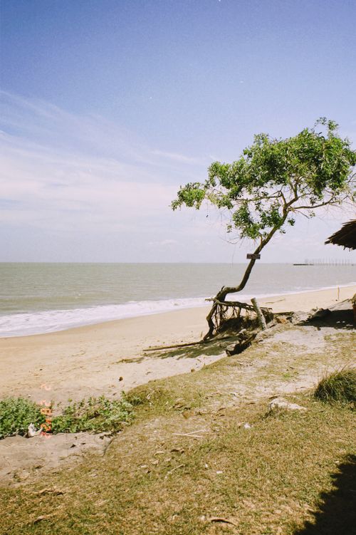 Free Serene beach scene featuring a lone tree by the shore under a clear sky. Stock Photo