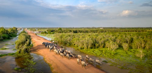 Photos gratuites de animaux, bétail, campagne