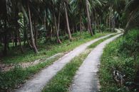 A serene dirt path meandering through a lush palm tree forest.