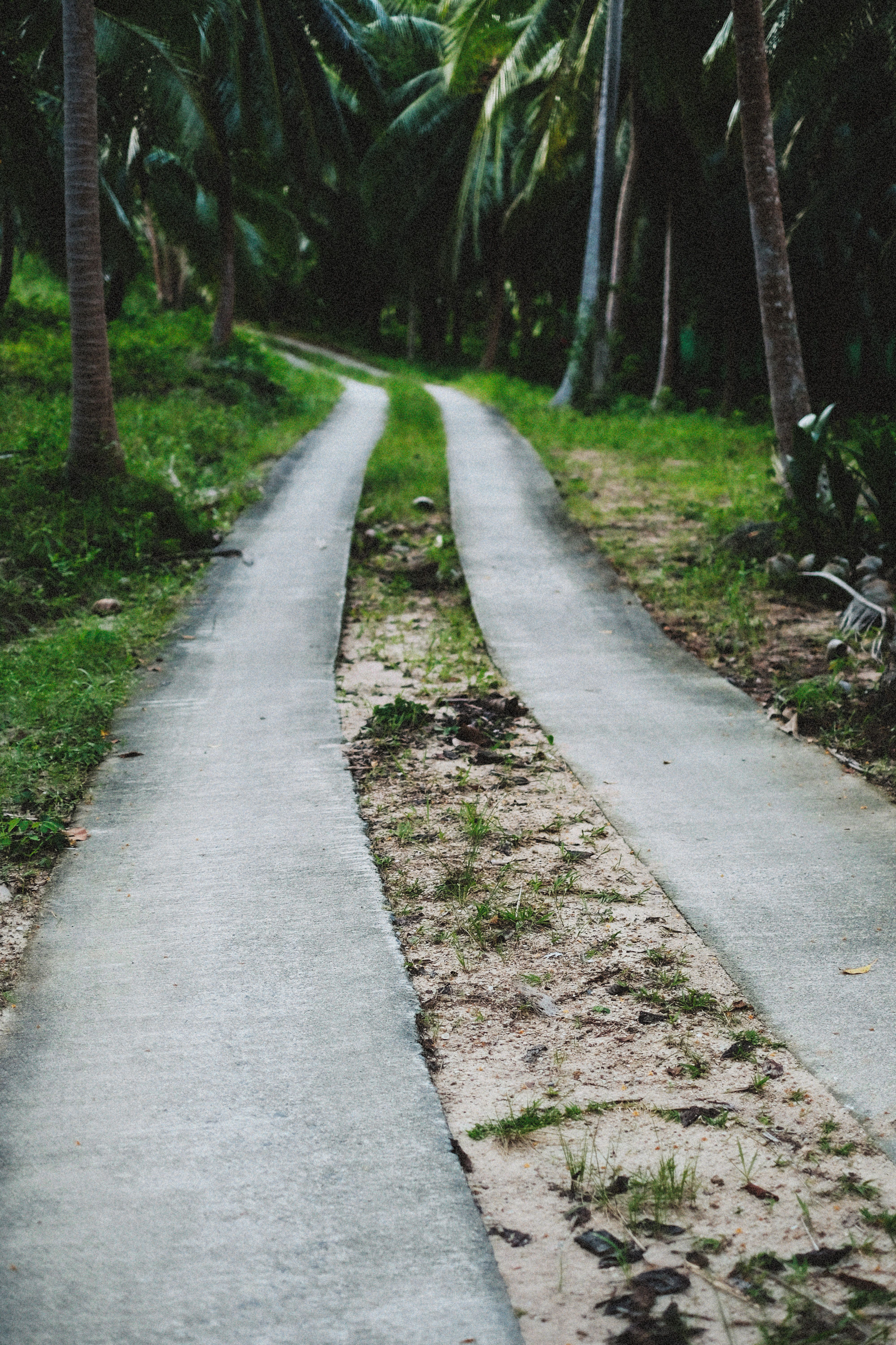 Concrete Driveway in the Forest