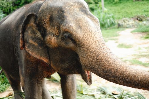 elephant photo