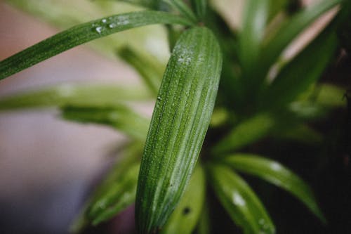 Immagine gratuita di avvicinamento, foglia verde, impianto