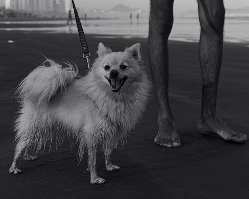 Grayscale Photo of a Dog