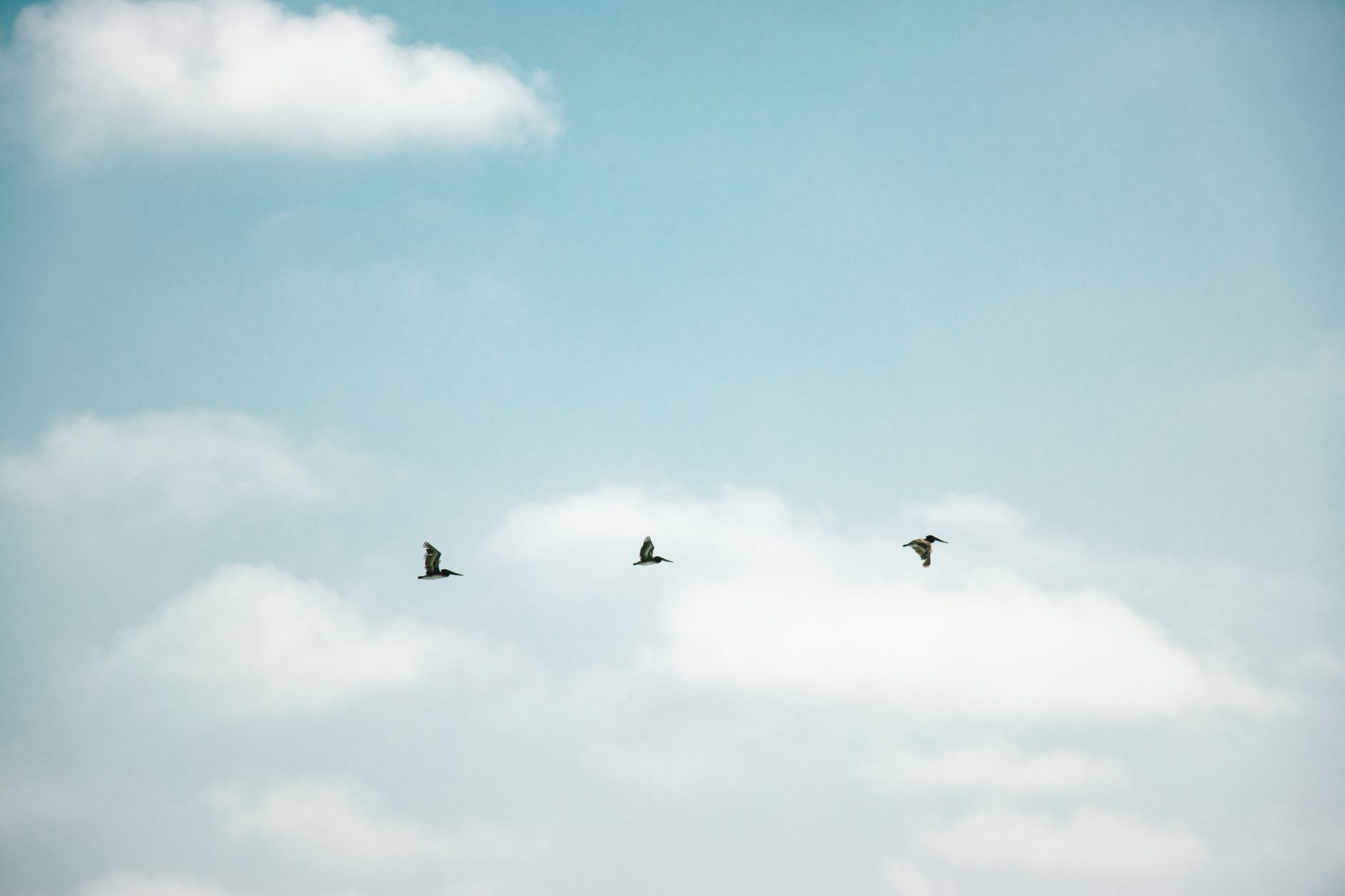 Three birds flying through a bright blue sky, surrounded by soft clouds.