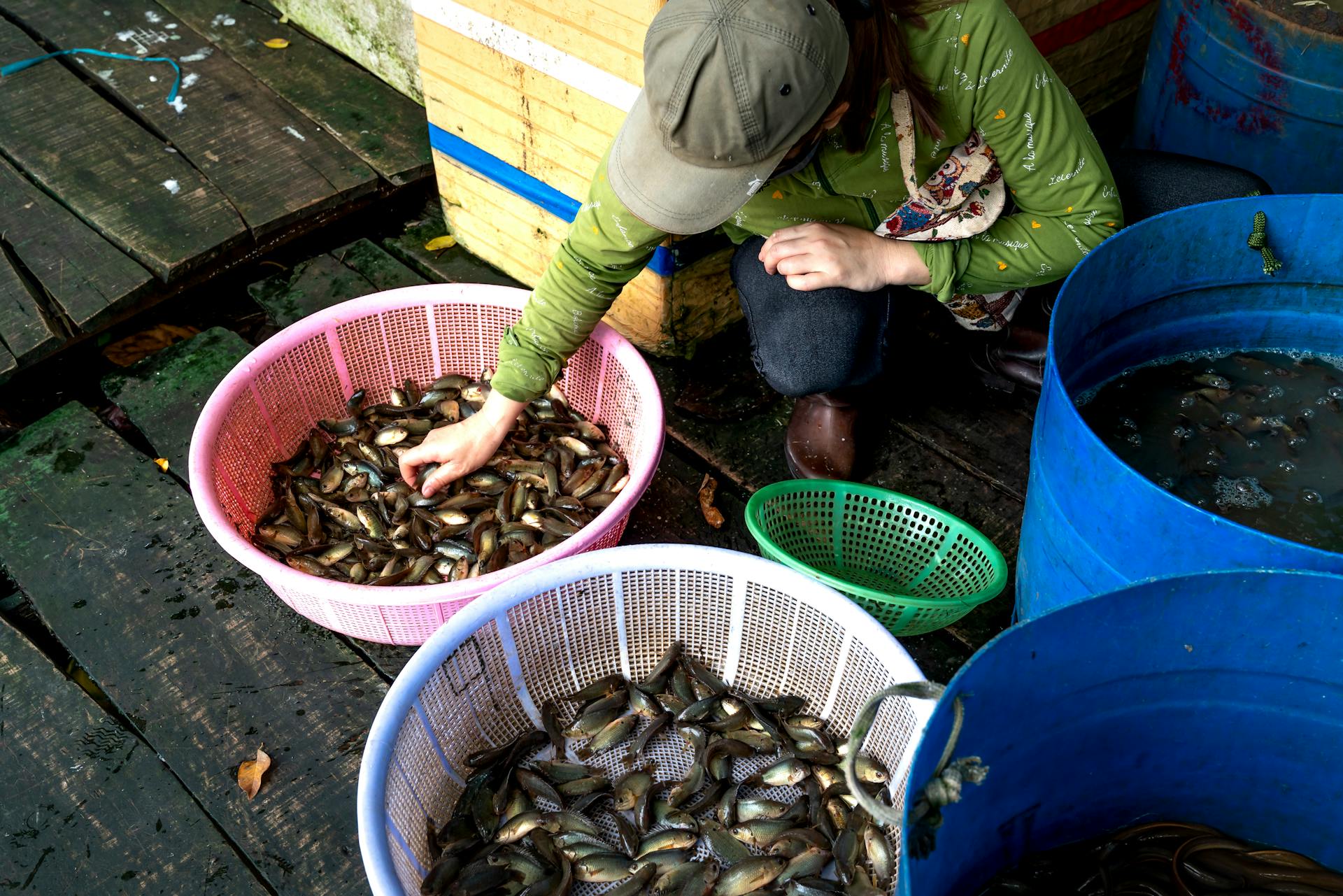 Person sorting live fish in baskets at an outdoor market. Fresh seafood selection process.