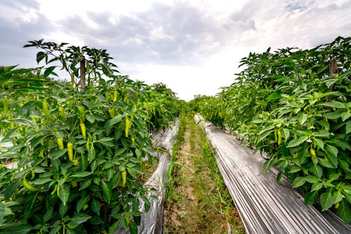 Green Plants in a Plantation