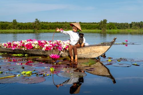 Free A child in a traditional hat collects pink and white water lilies on a boat in a calm lake. Stock Photo