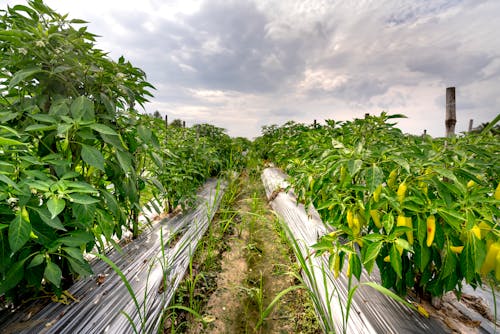 Imagine de stoc gratuită din activități agricole, agricultură, ardei banane