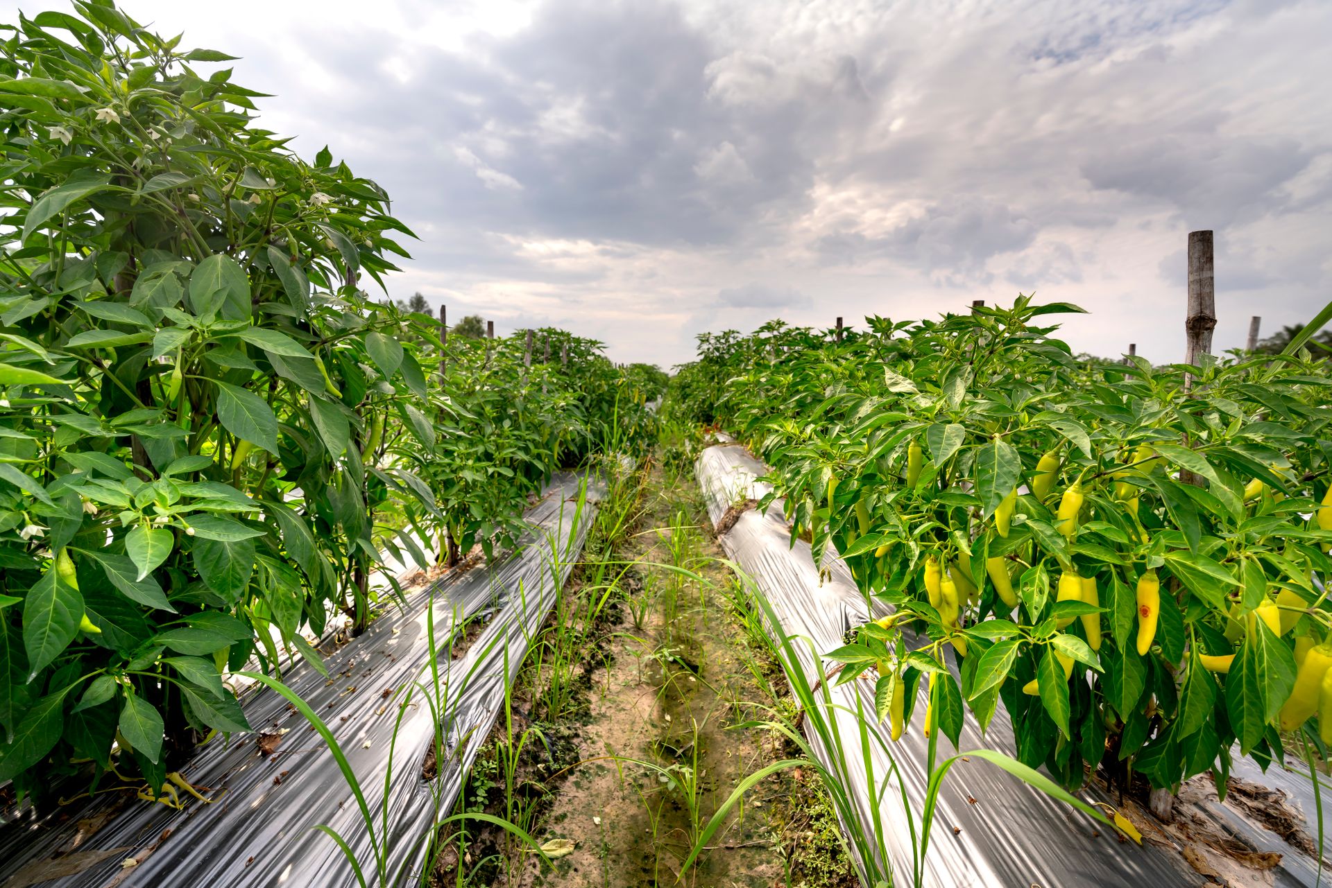 Lush banana pepper plants growing in a rural field under a cloudy sky, showcasing agricultural growth.