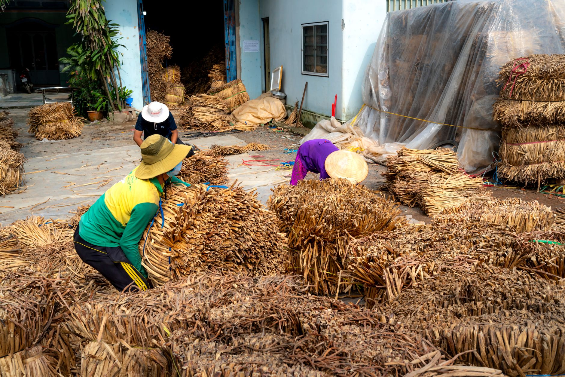 Workers in straw hats sorting straw bundles on a farm. Rural agricultural scene.