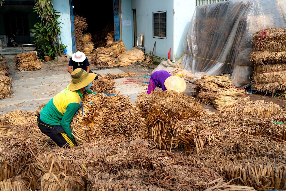 Foto stok gratis agrikultura, bekerja, manusia