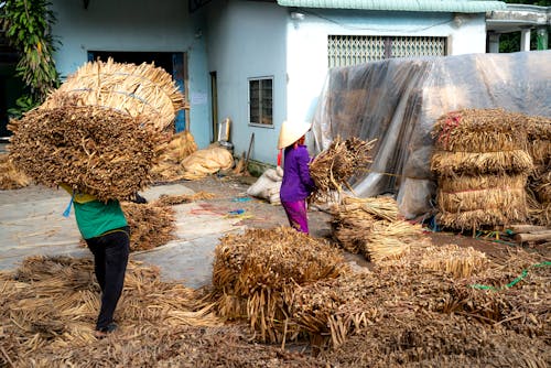 Foto stok gratis agrikultura, bekerja, manusia