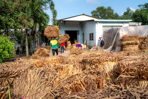 Imagine de stoc gratuită din agricultură, cară, la țară