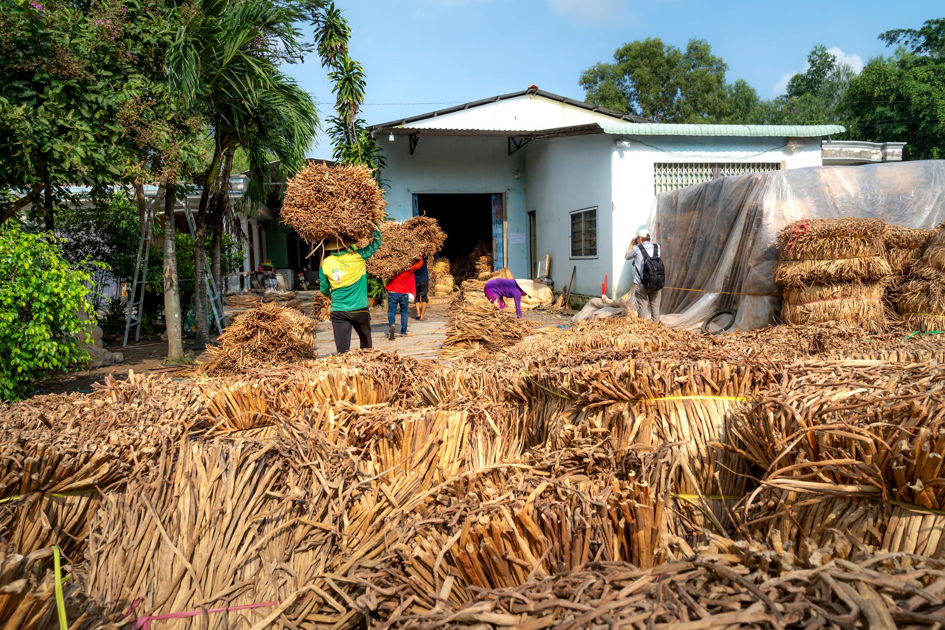 Workers engaged in harvesting and carrying dried crop bundles in a rural setting.