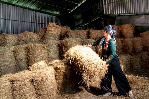 A woman stacking hay bales in a barn, showcasing rural agricultural labor.